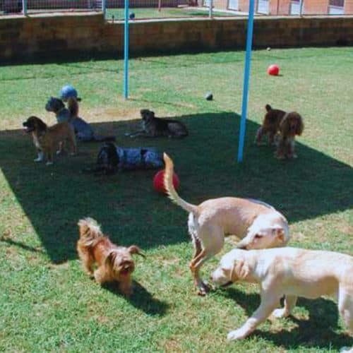 residencia Canina Cani de Pals Girona 1