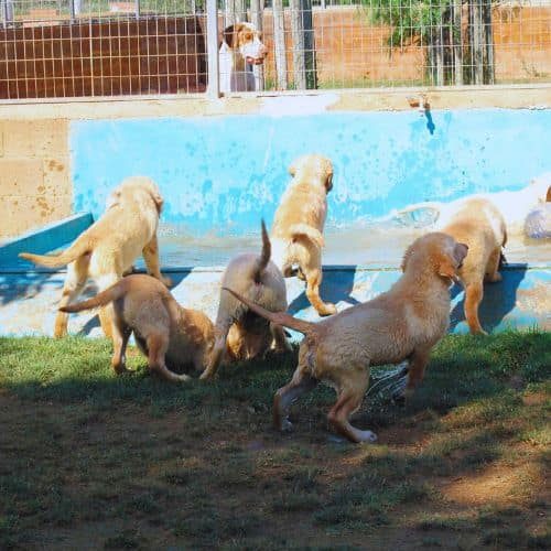 residencia Canina Cani del Pals Girona 2
