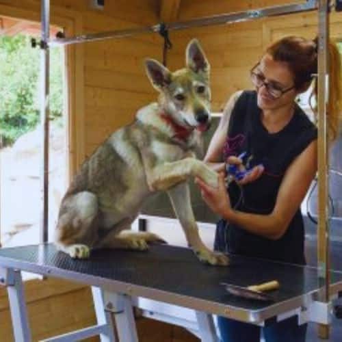 Imagenes de la Residencia Canina AlisSGR Girona