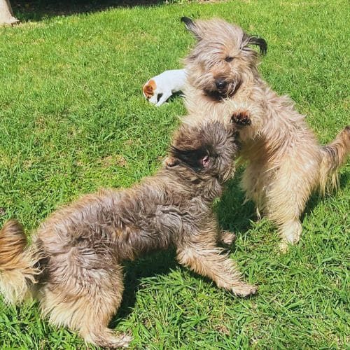 residencia canina CampDura Girona 3