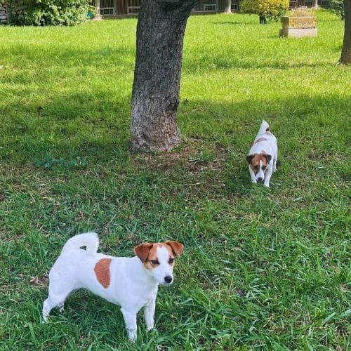 residencia canina CampDura Girona