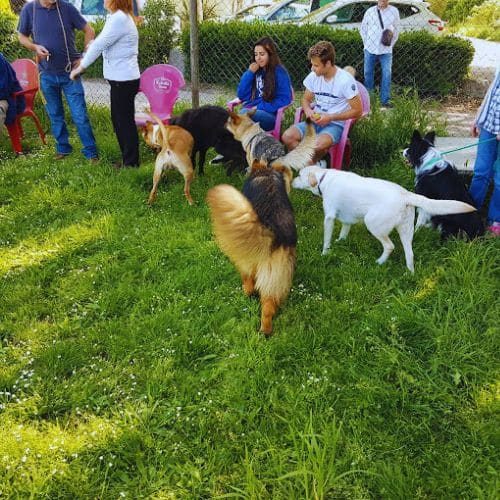 residencia canina Campdura Girona 1