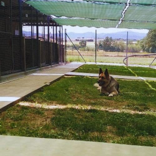 residencia canina Can Planet Girona 2