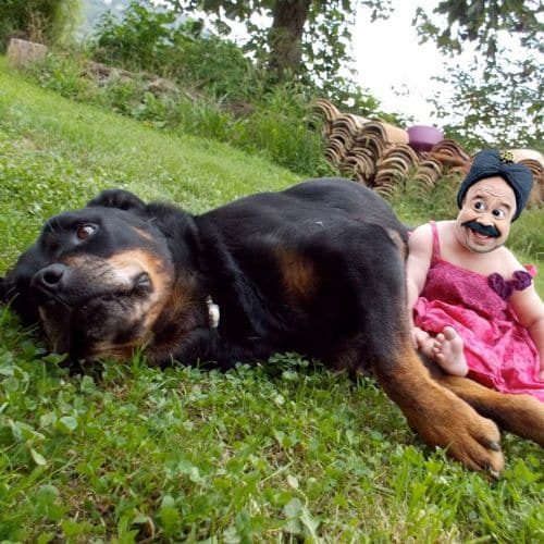 residencia canina ubicada en Girona