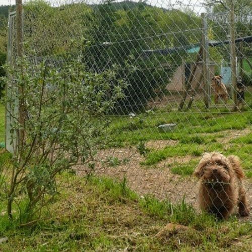 residencia canina girona El rocater