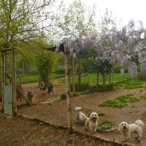 residencia canina girona el rocater 2